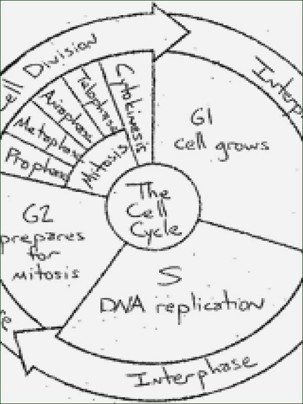 10 Cell Cycle Coloring Worksheet Worksheets Decoomo