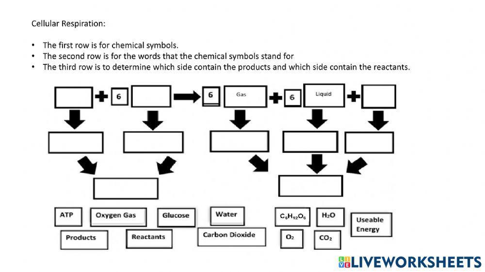 1614046 Photosynthesis And Cellular Respiration