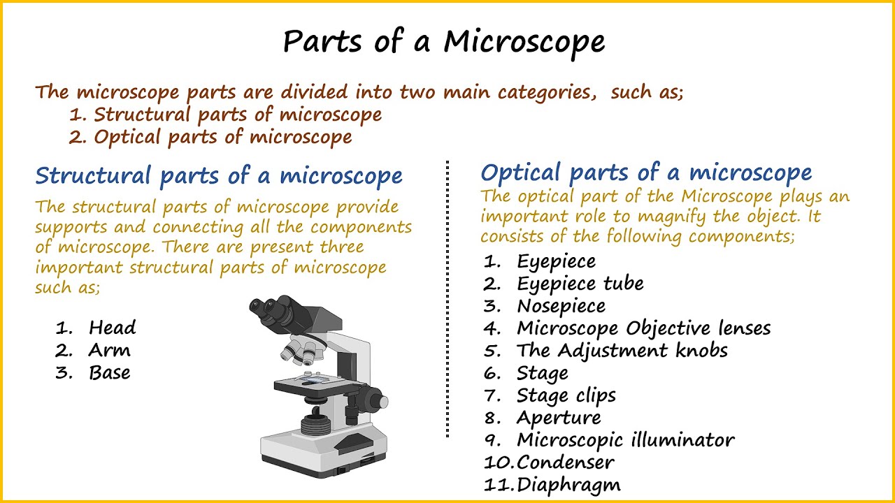 19 Parts Of A Microscope And Their Functions Rankred