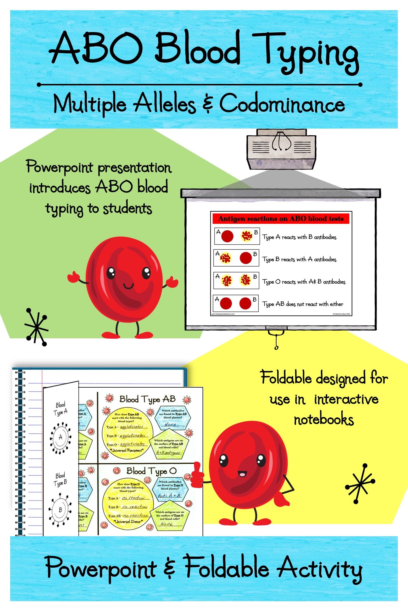 20 Blood Type Worksheet 1 Answer Key Worksheets Decoomo