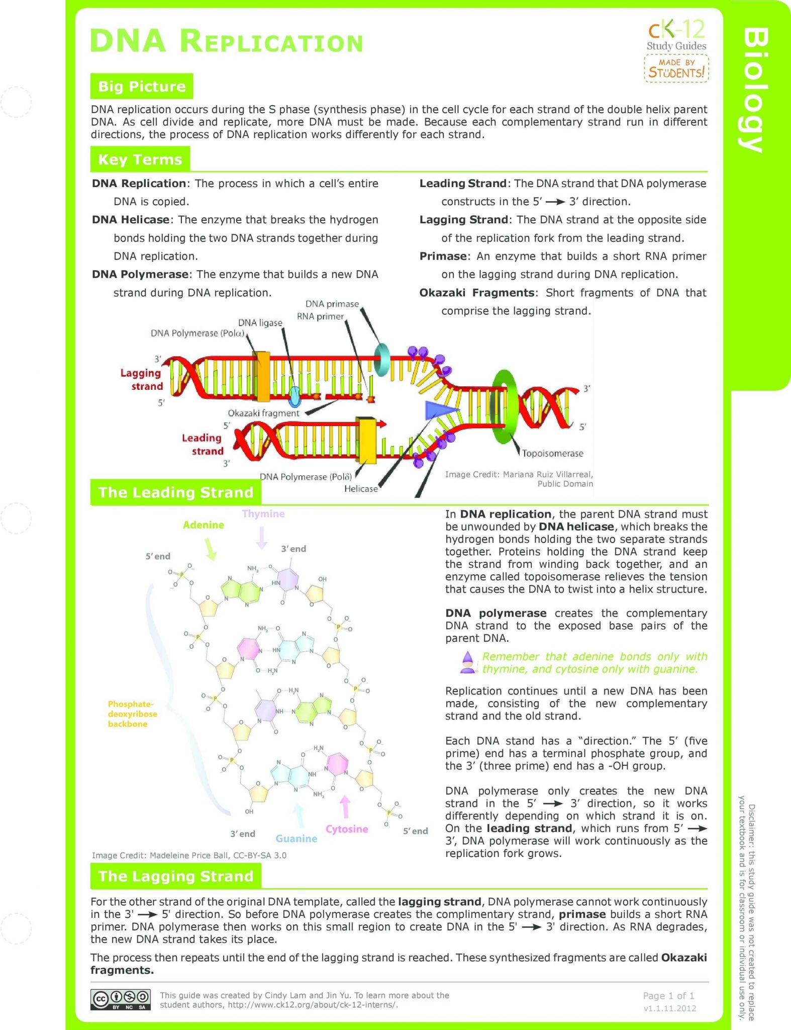 20 Dna Structure And Replication Worksheet Answers Key Worksheets