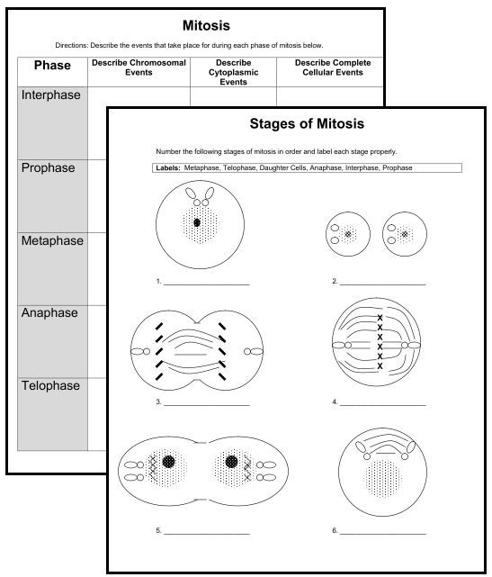 35 Label The Phases Of Meiosis Worksheet Answers Labels Database 2020