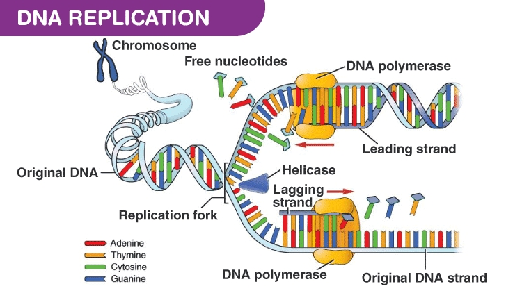 39 Dna Replication Diagram Steps Kyrstyayrton