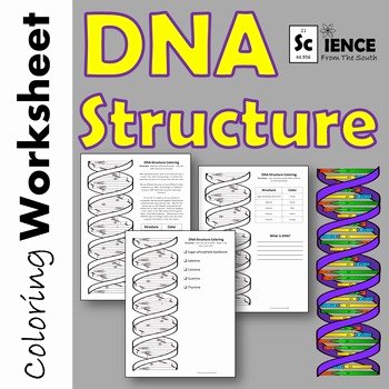 50 Dna Structure Worksheet Answer Key