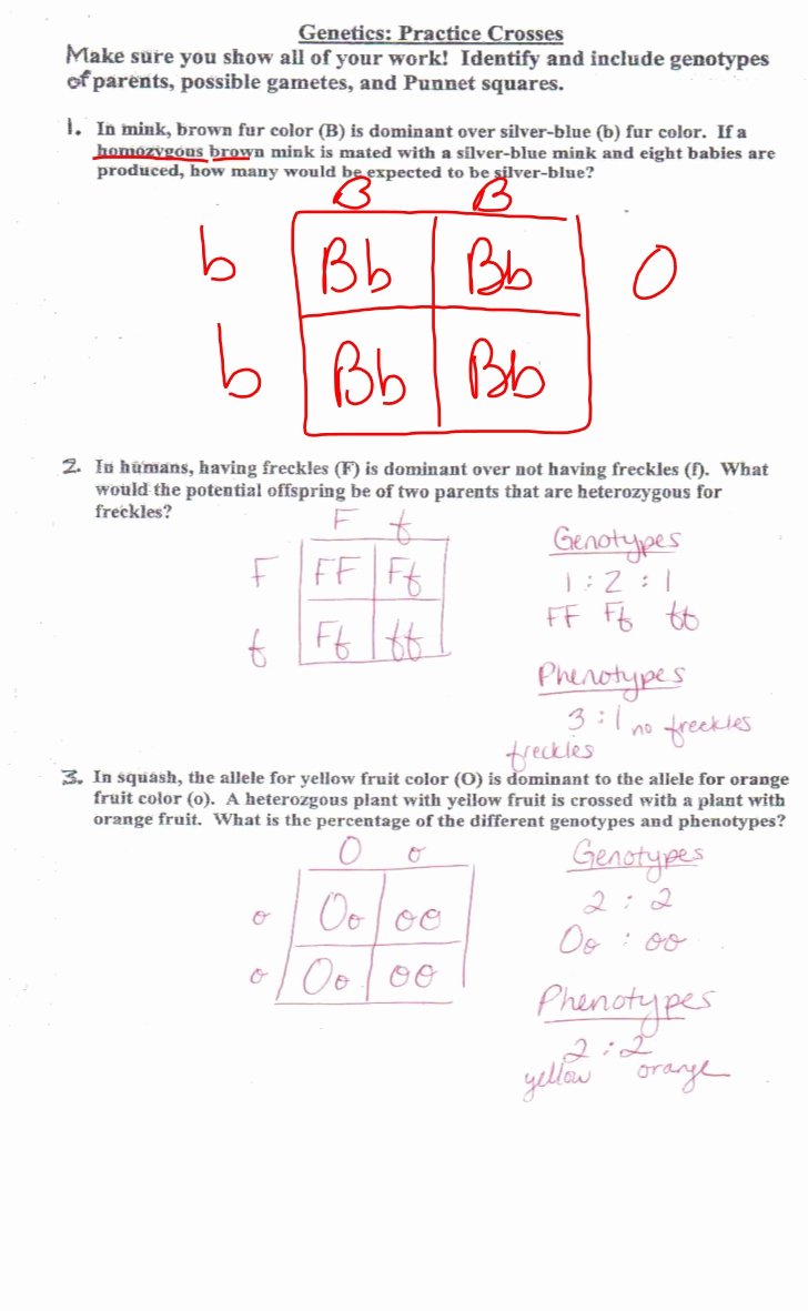 50 Genetics Practice Problems Worksheet Answers