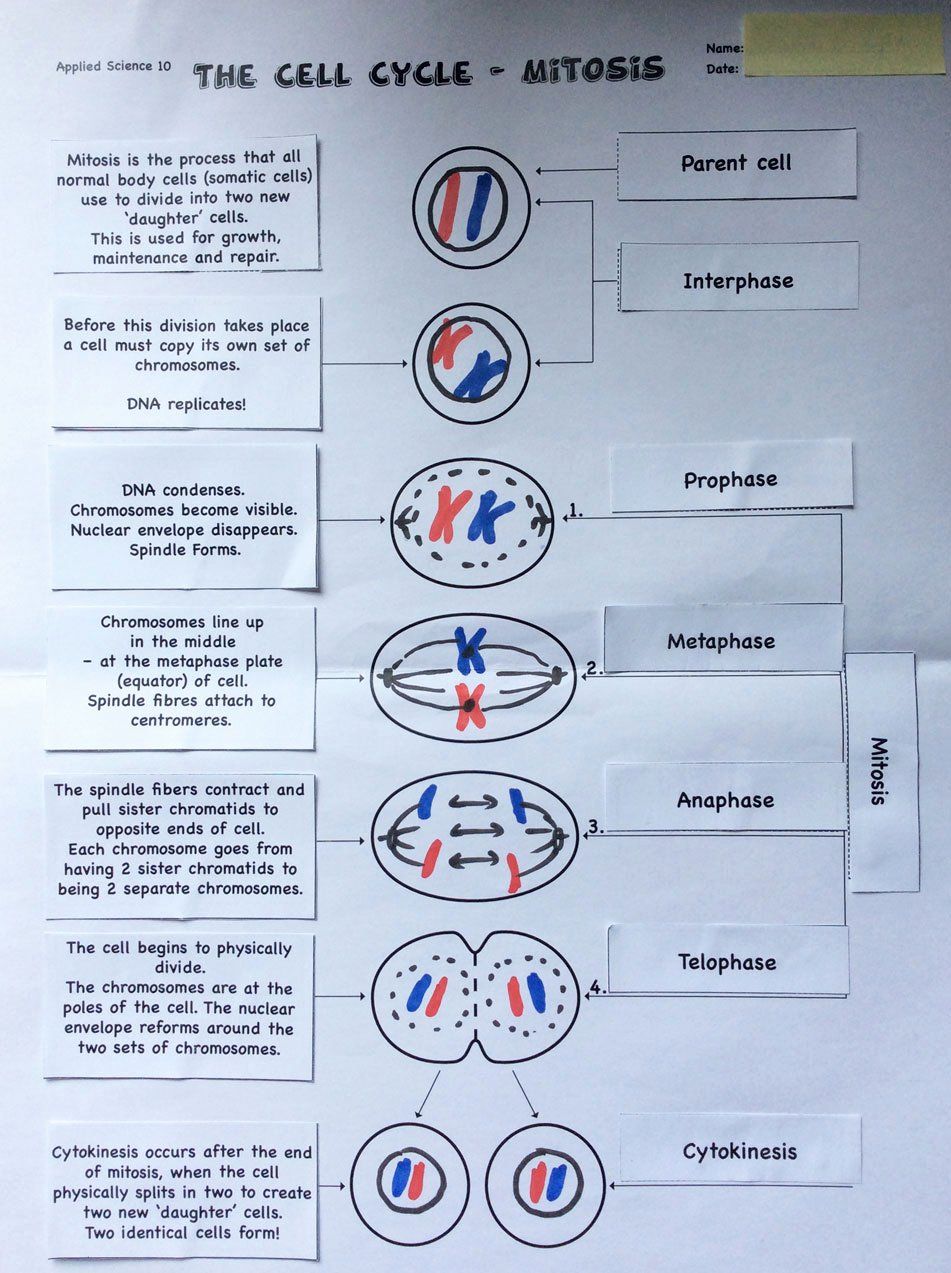 50 Meiosis Matching Worksheet Answer Key Meiosis Biology Worksheet