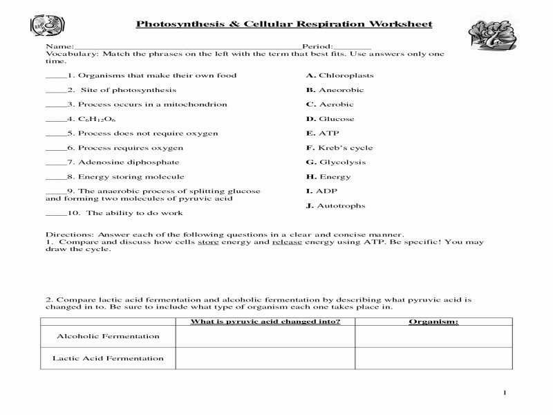 50 Photosynthesis And Respiration Worksheet Answers