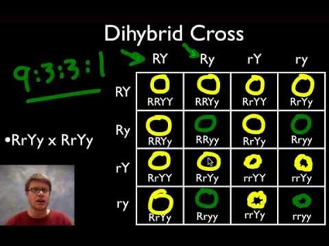 A Beginner S Guide To Punnett Squares Youtube