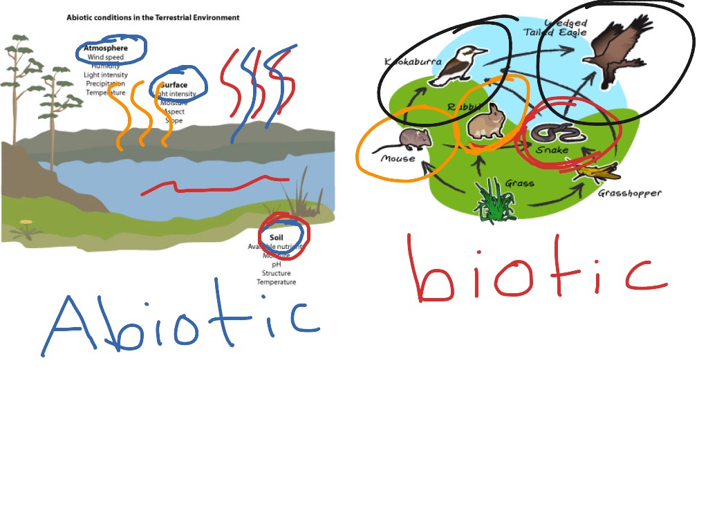 10 Tips to Master Abiotic and Biotic Factors