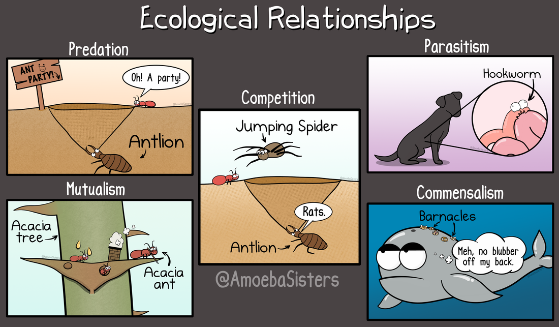 Amoeba Sisters Ecological Relationships Worksheet: Fun Learning Ahead