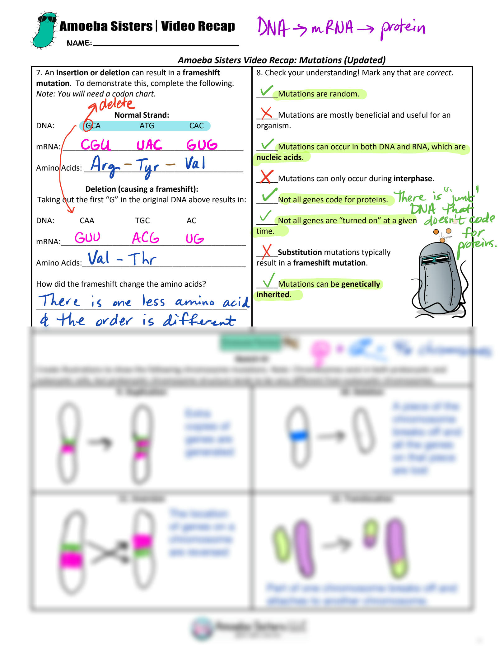 Amoeba Sisters Mutations Worksheet Answer Key