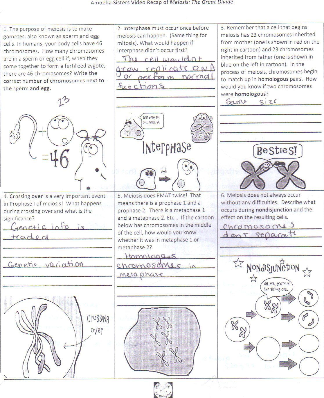 Amoeba Sisters Video Recap Dna Replication Answer Key Losformathens Online Formulare