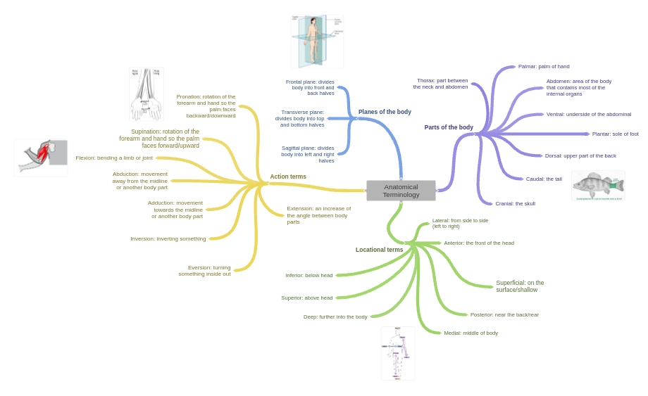 10 Essential Terms to Master Anatomical Terminology