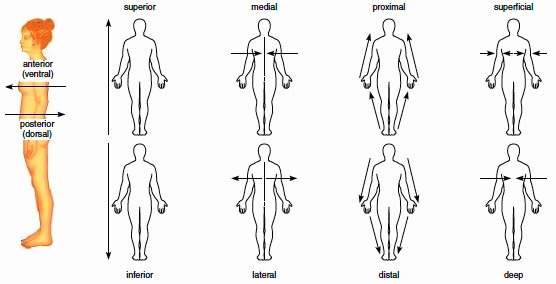 Mastering Anatomical Terms Worksheet Answers Made Easy