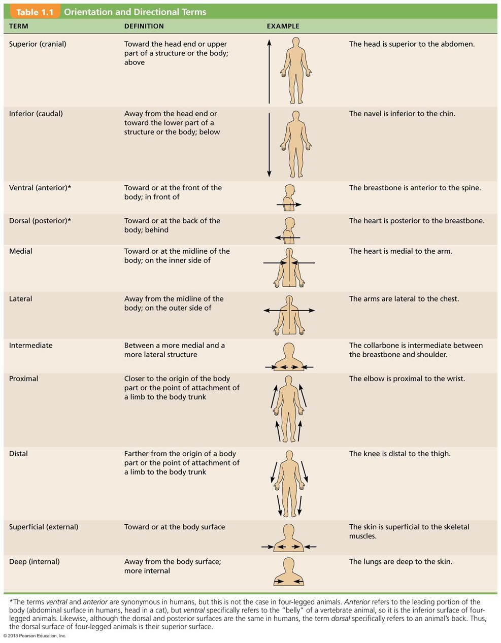 Anatomy Directional Terms Practice Worksheet