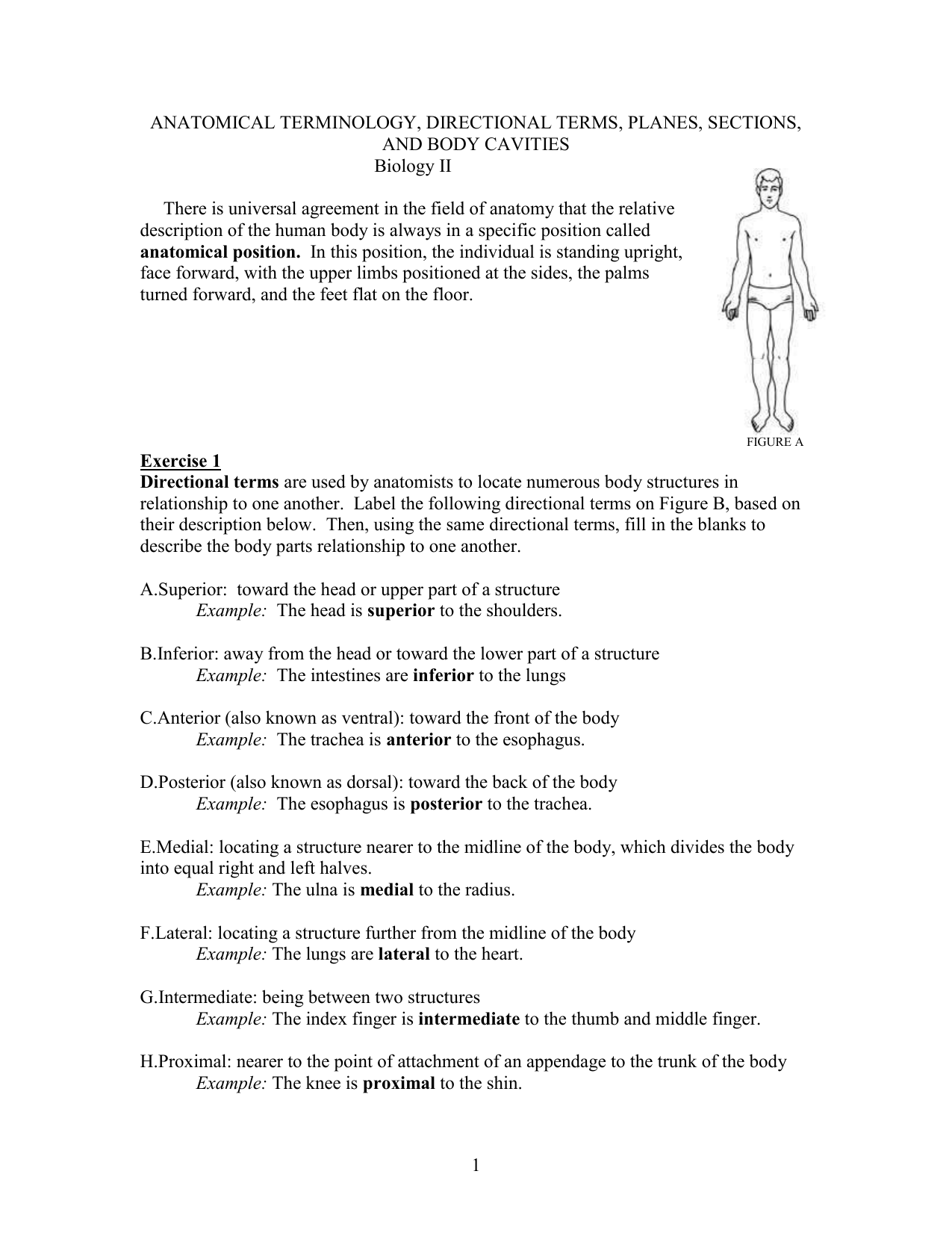 Anatomy Directional Terms Worksheet Answer Key