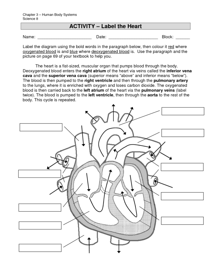 Anatomy Of The Heart Worksheet Pdf Anatomy Worksheets