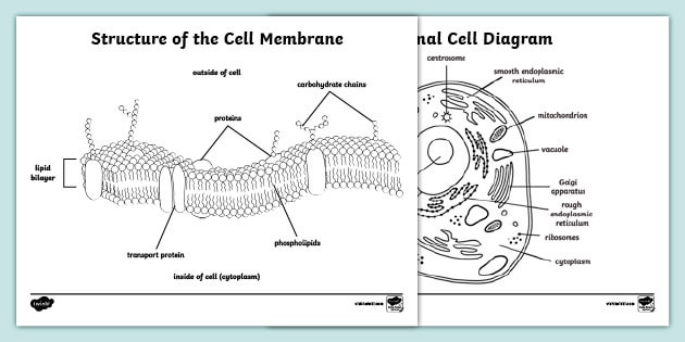 Animal Cell Coloring Worksheet A Fun And Educational Activity