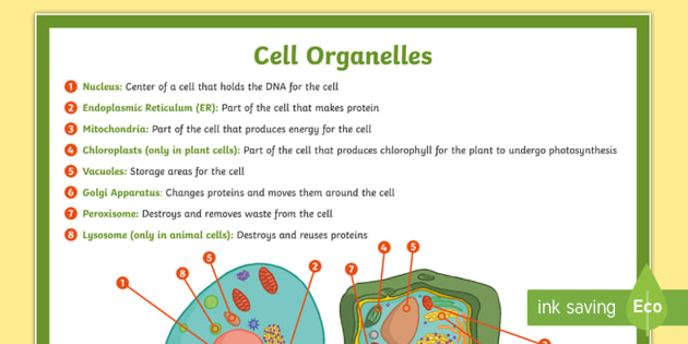 7 Essential Parts of an Animal Cell Diagram