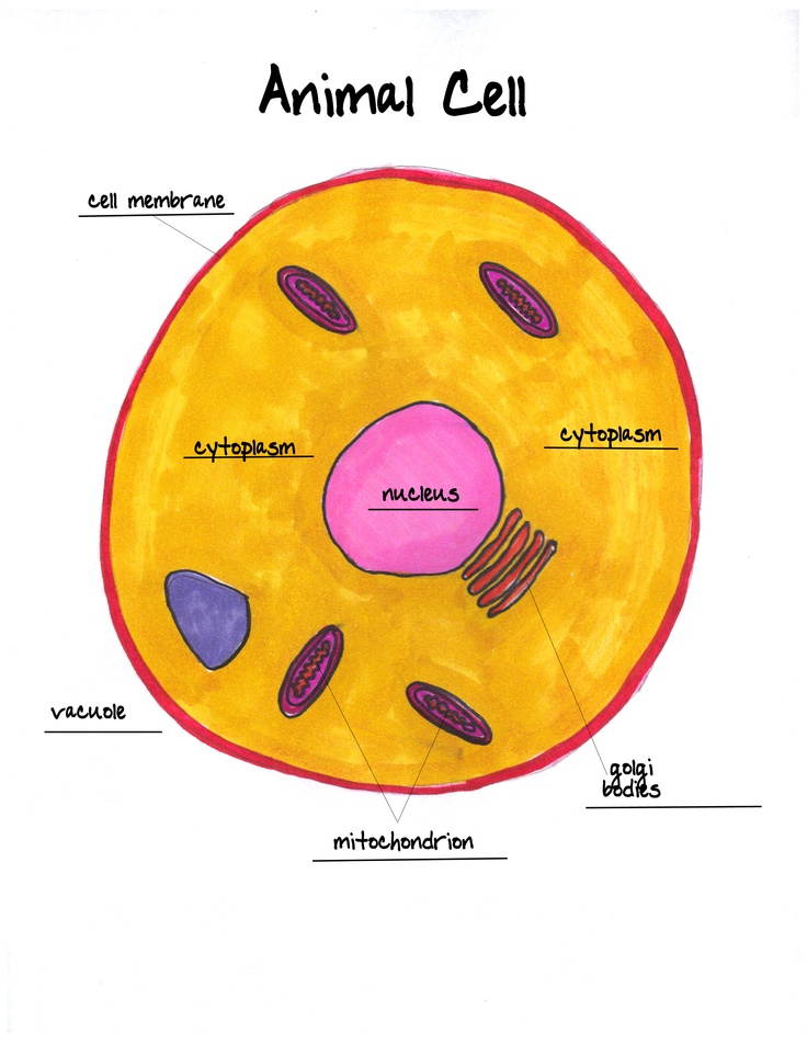 Animal Cell Labeled Worksheet