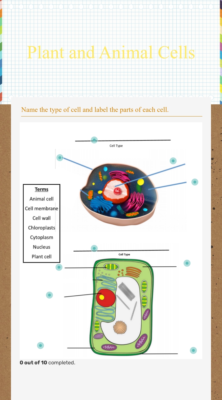 Animal Cell Labeling Worksheet Pdf