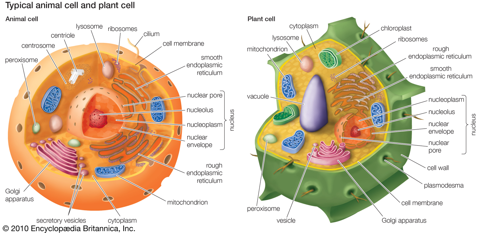 Animal Cell Labeling Worksheet