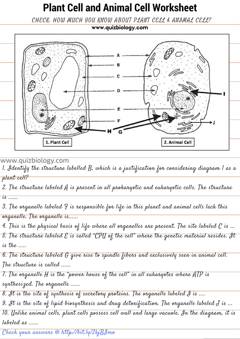 Animal Cell Worksheet Answer Key