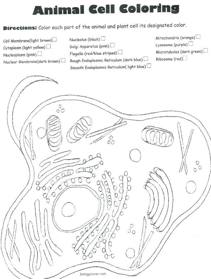 Animal Cell Worksheet Answers Imsyaf Com