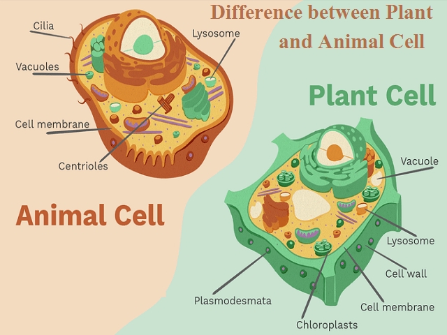 Animal Cell Worksheet Answers