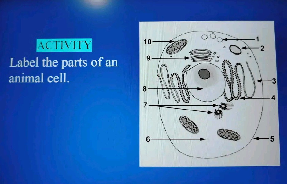 6 Essential Parts of an Animal Cell to Label