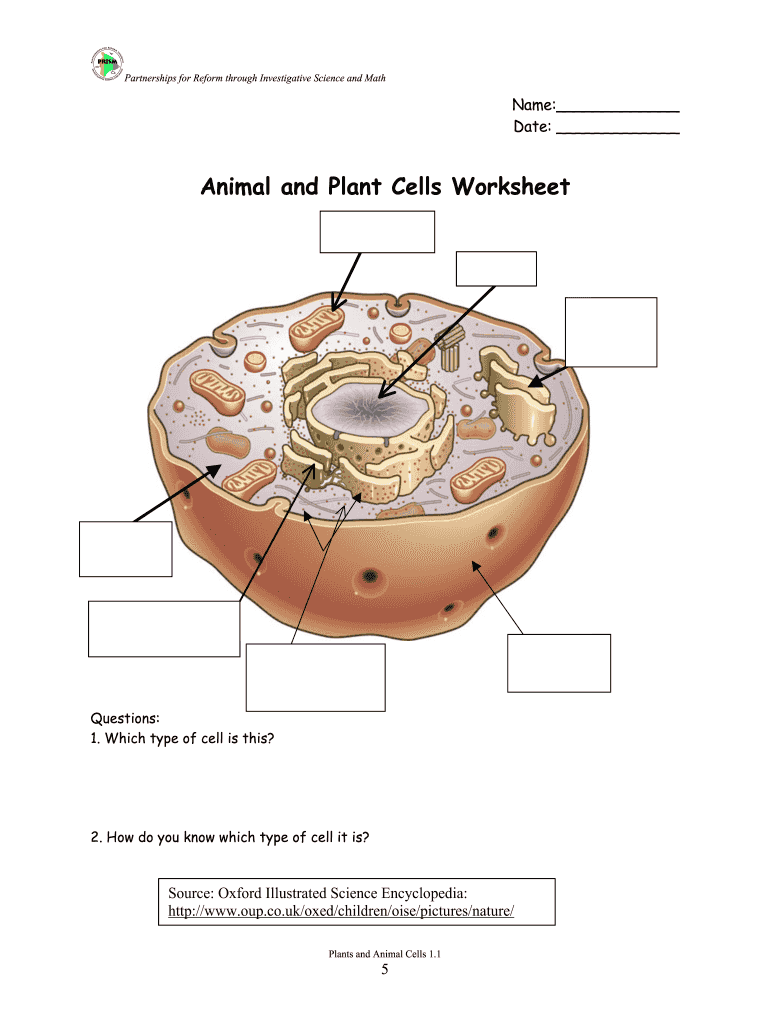 Animal Cell Worksheet