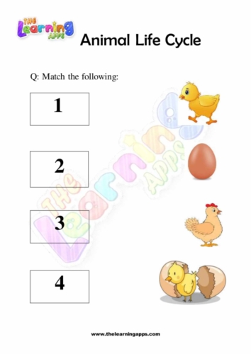 5 Fun Animal Life Cycle Worksheets for 3rd Grade