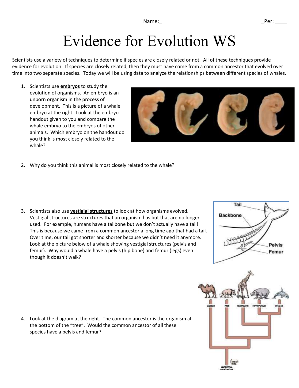 Evolution Evidence Worksheet Answers