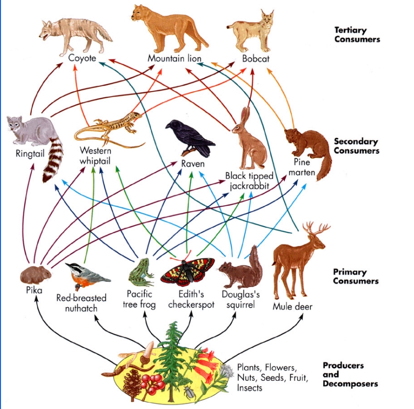 5 Ways to Master Food Webs and Food Chains