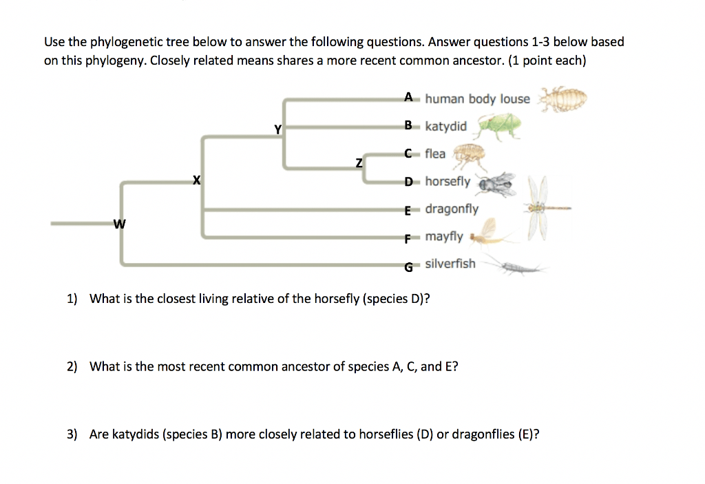 5 Key Phylogeny Concepts for AP Biology Review