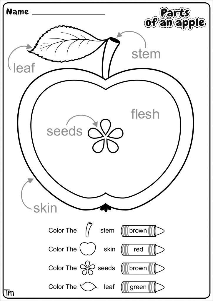 Apple Investigation Worksheet Free