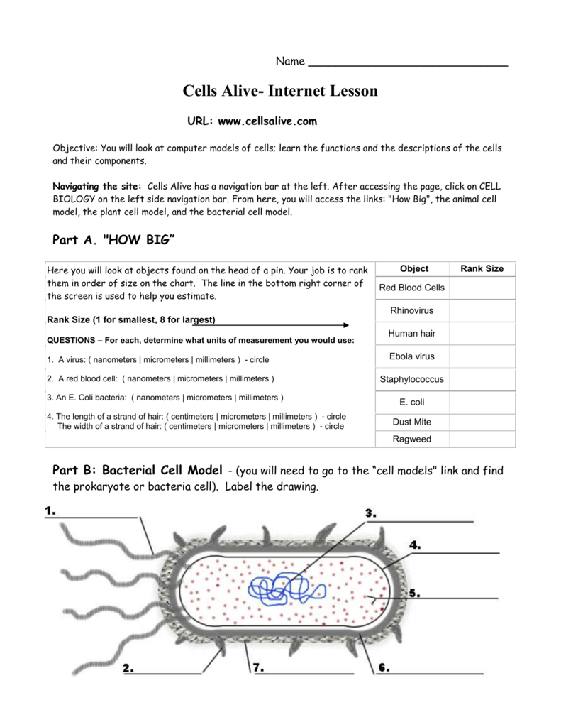 Are Viruses Alive Worksheet Answer Key