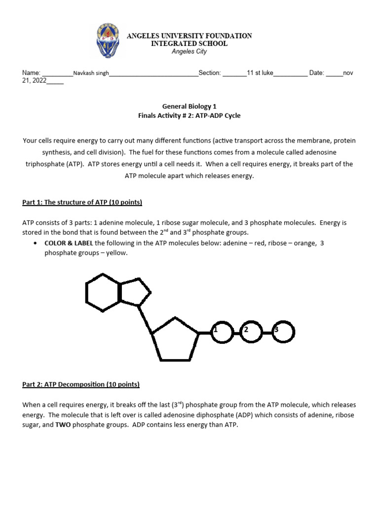 Atp-Adp Cycle Worksheet Answers