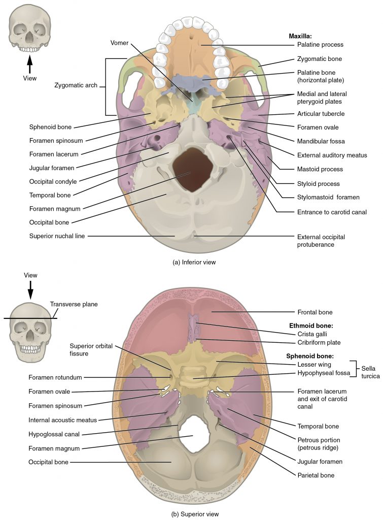 Axial Skeleton Labeling Worksheet Pdf