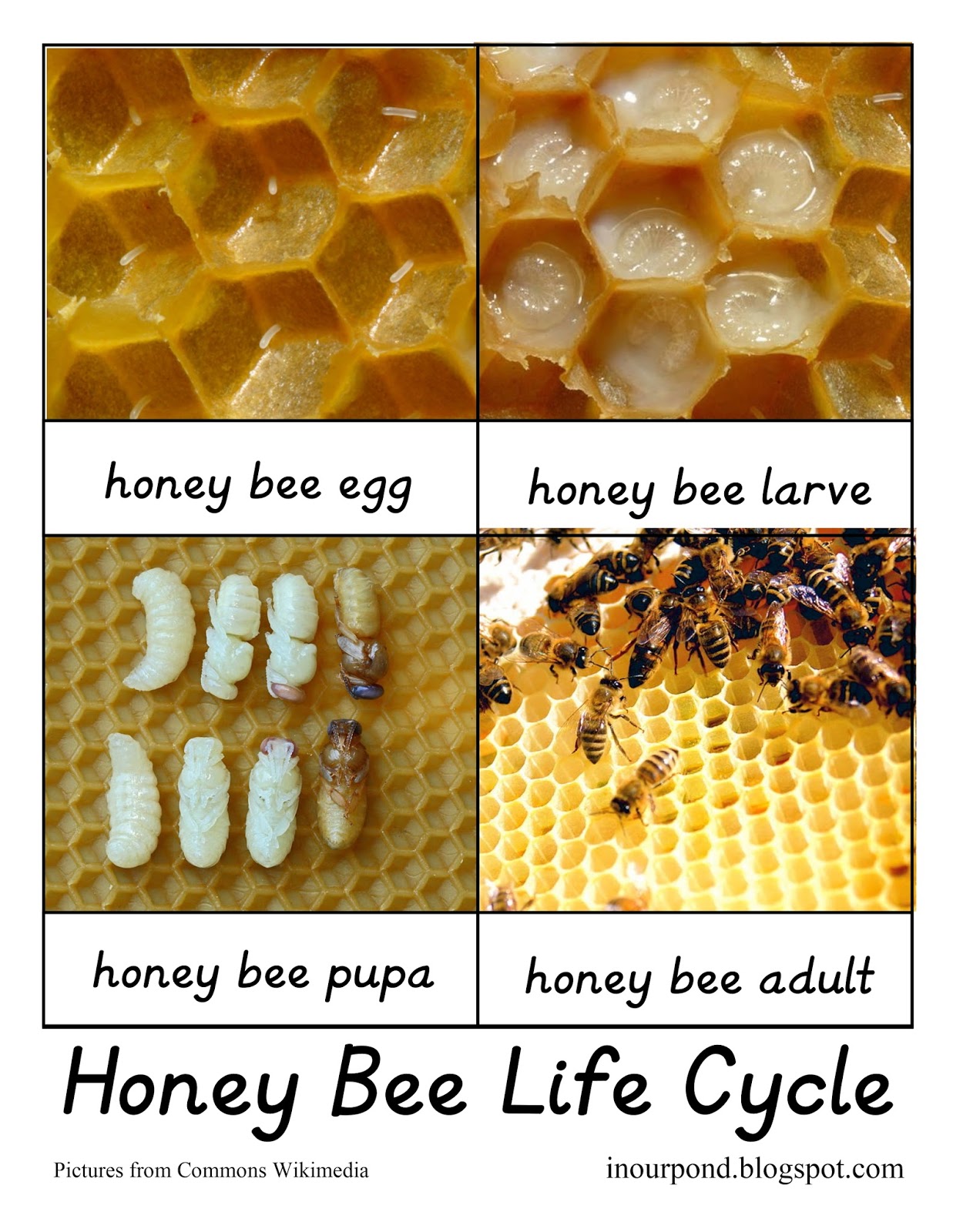 Bee Life Cycle Worksheet: Teach Kids About Bees