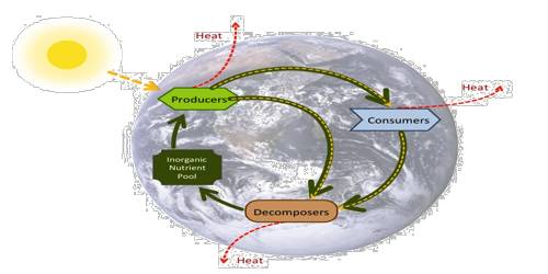 5 Essential Biogeochemical Cycles to Know