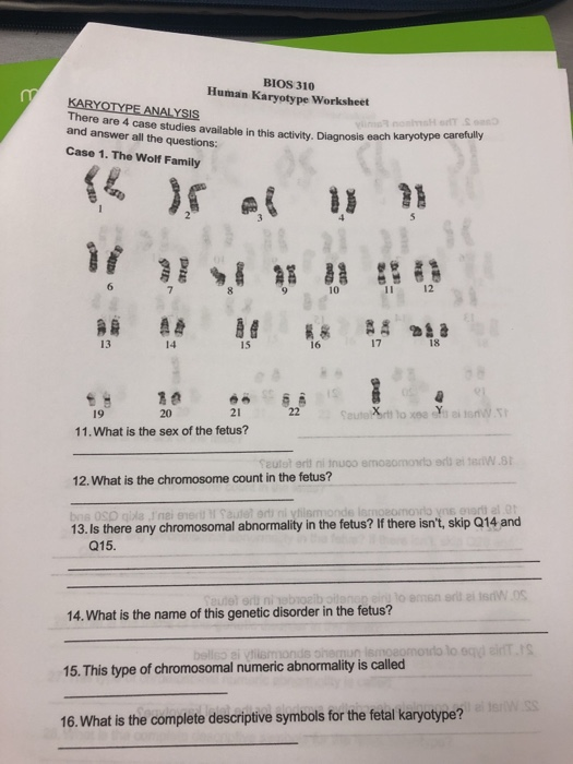 Biology Karyotype Worksheet Answers Key Englishworksheet My Id