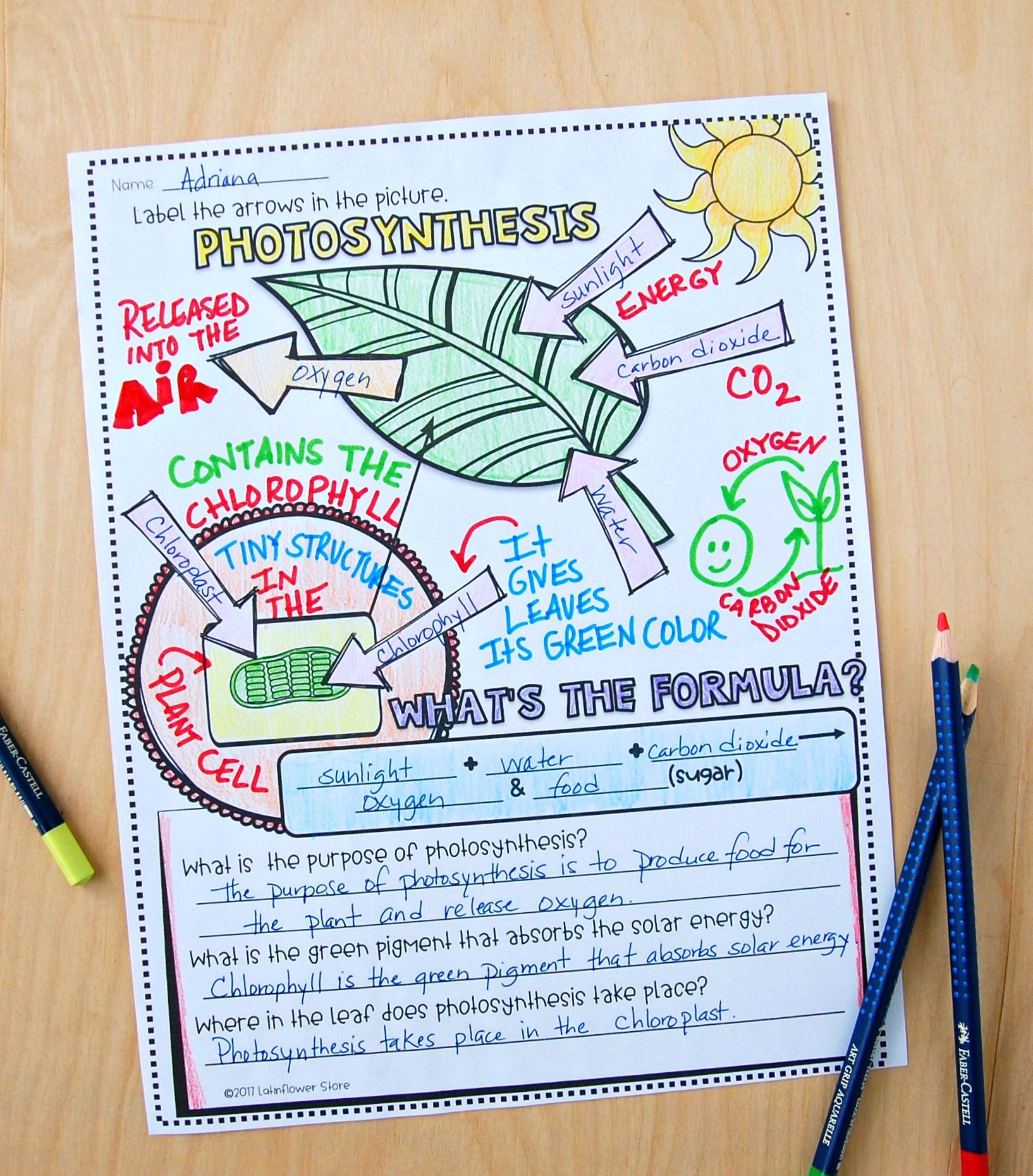 Bioman Photosynthesis Worksheet Answers