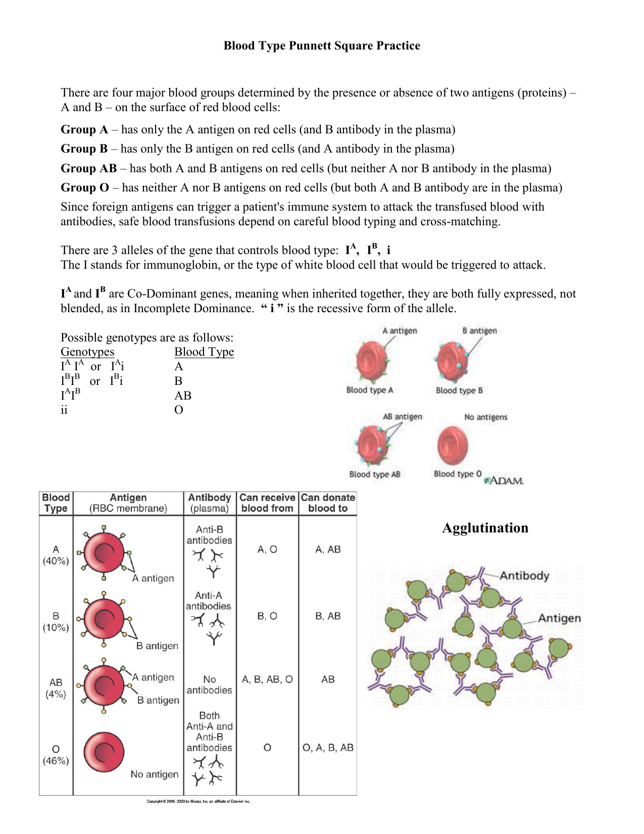 Blood Typing Practice Worksheet Made Easy