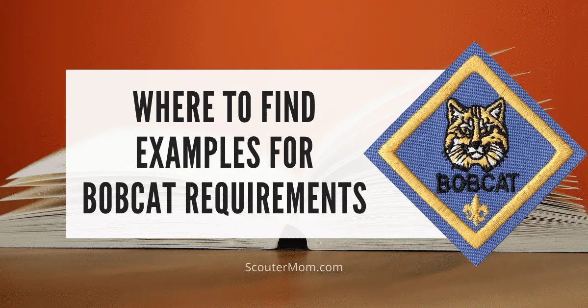 Bobcat Requirements and Regulations