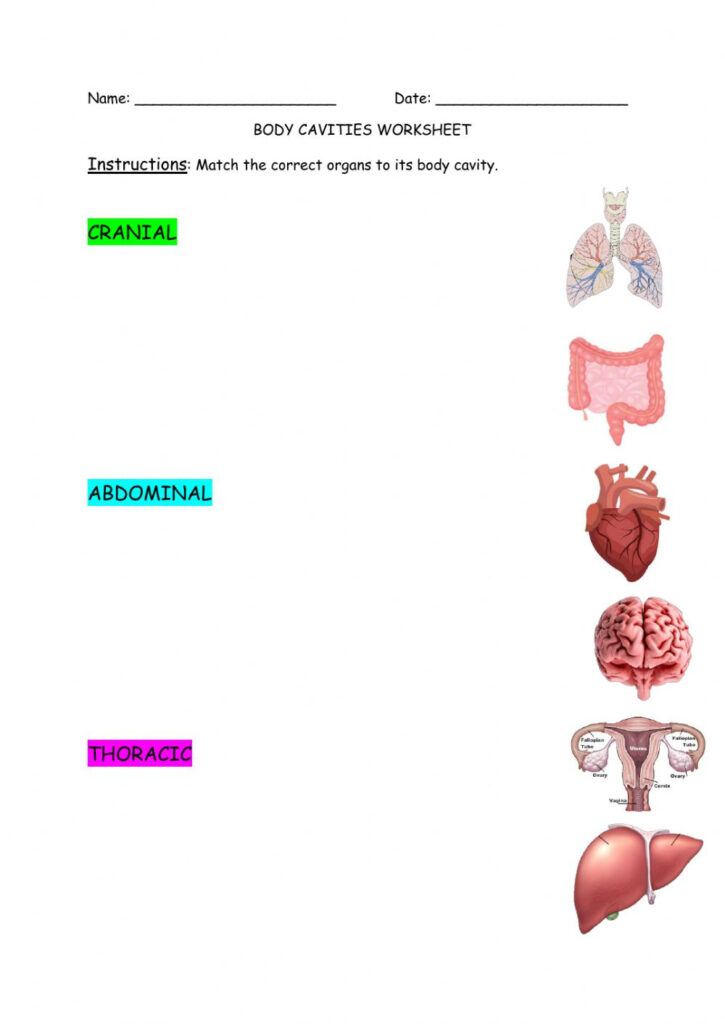 Body Cavities Practice Worksheet Answers