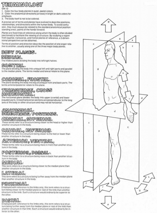 Mastering Body Planes and Anatomical Directions Made Easy