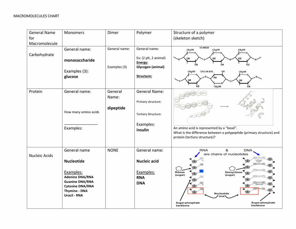 Building Macromolecules Worksheet Answers E Street Light