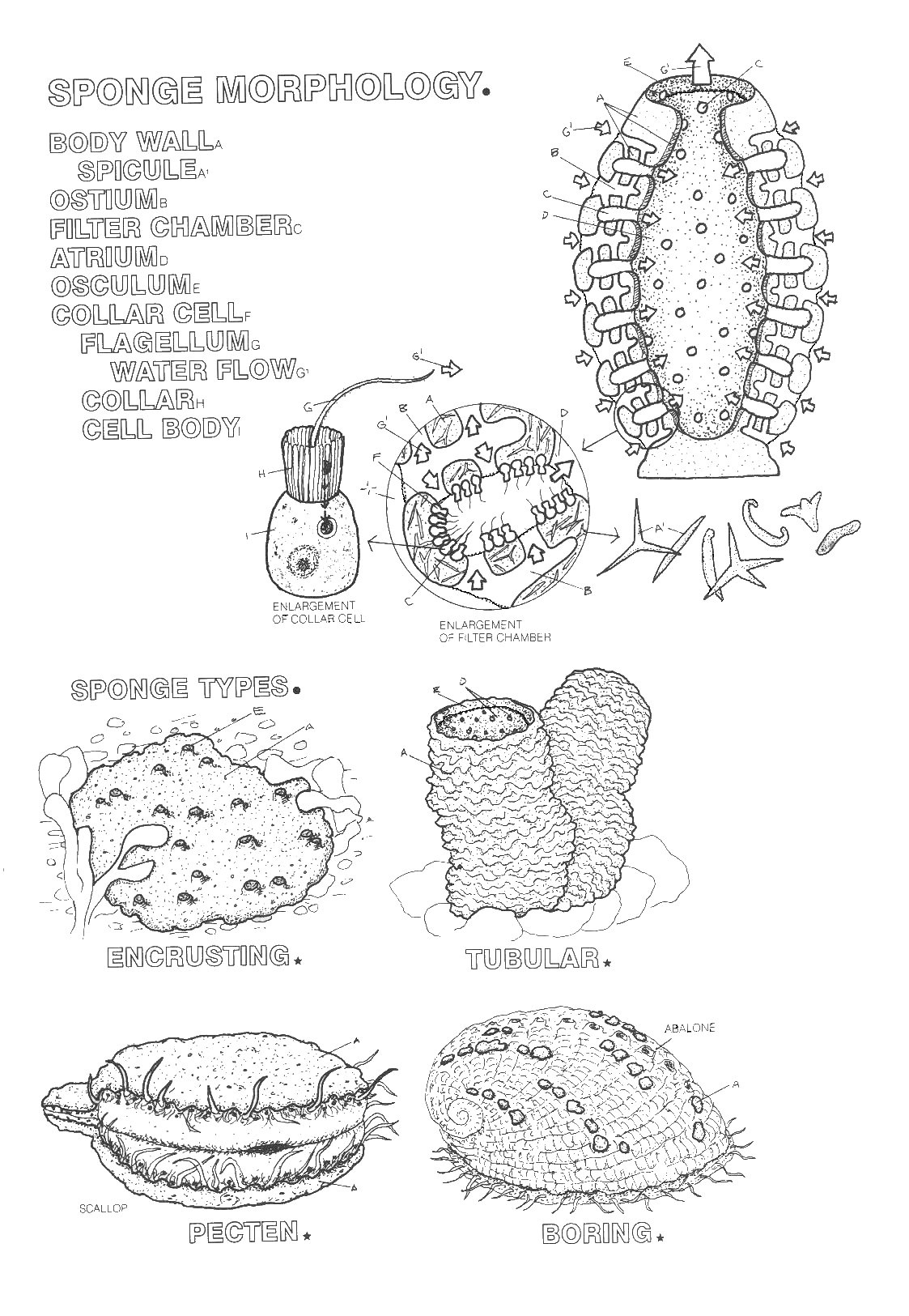 Cell Anatomy Worksheet Answers