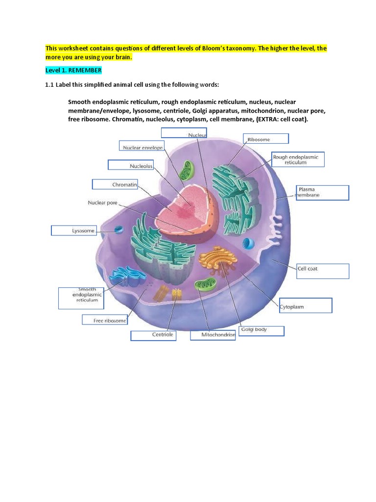 Cell Anatomy Worksheet: Explore Cellular Structure with Ease